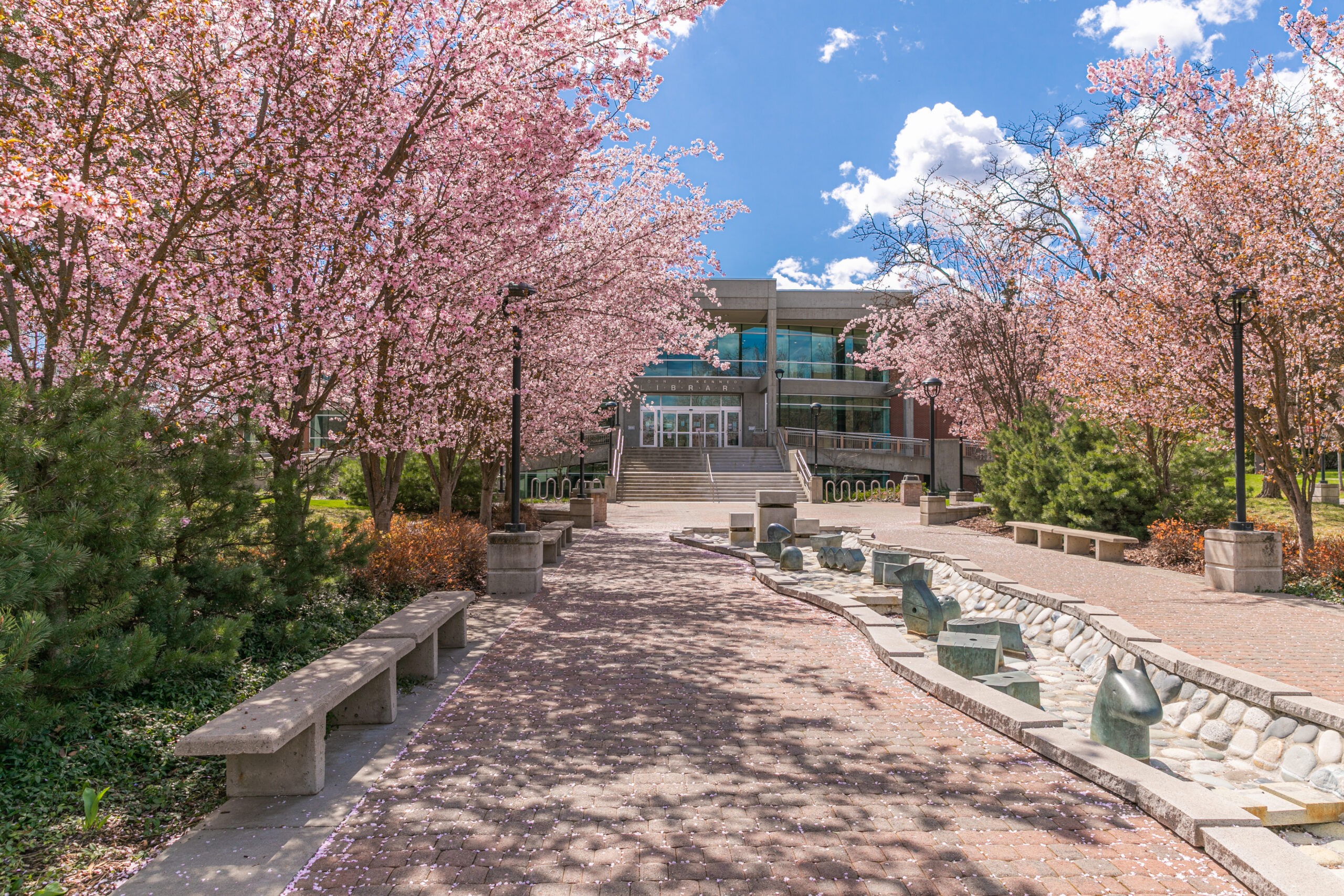 view of campus in the spring with blooming cheri trees.