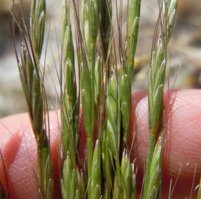 bluebunch wheatgrass being inspected in the wild