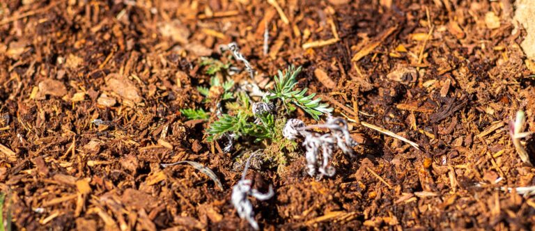 New growth in prairie soil