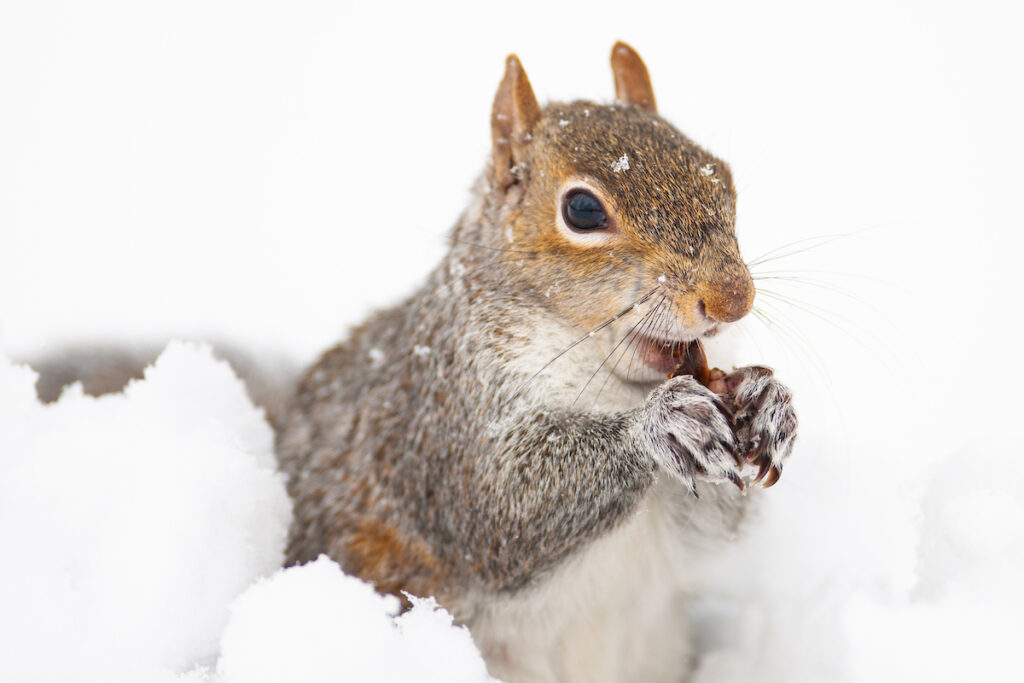 Squirrel eating a nut