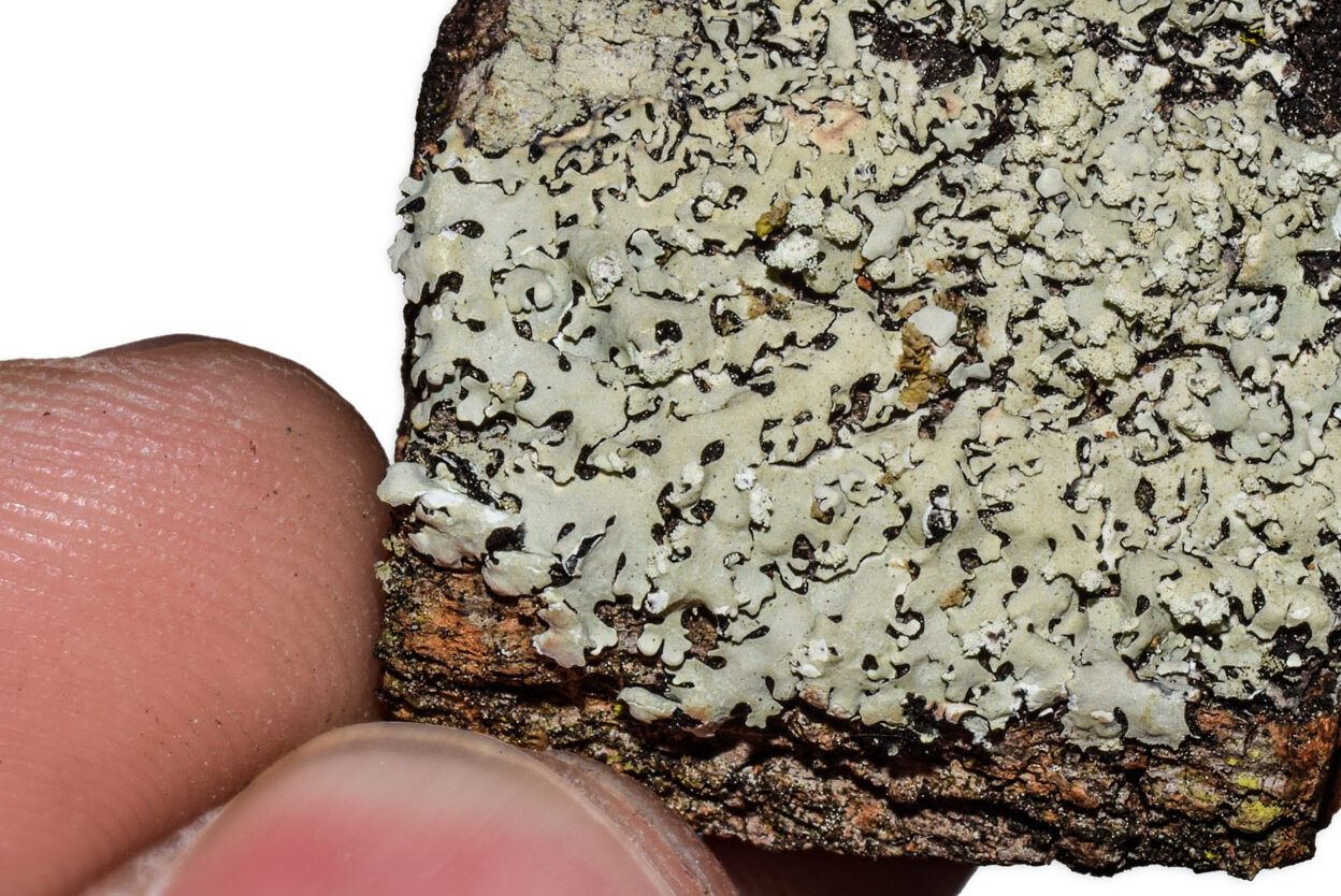 Closeup of lichen attached to tree bark