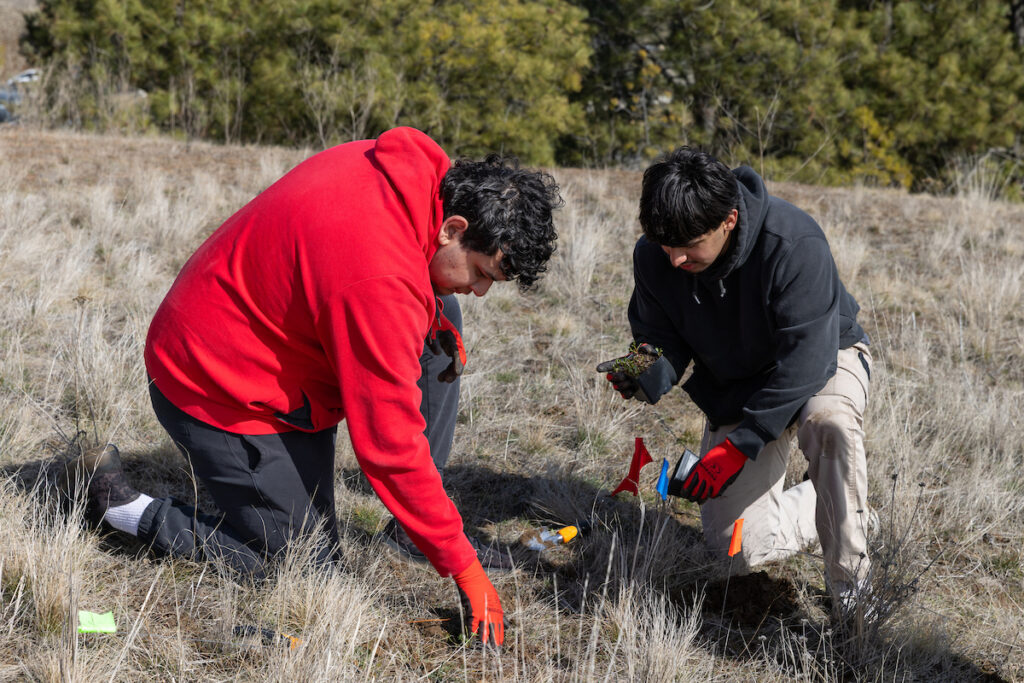 Two students plant seedlings 