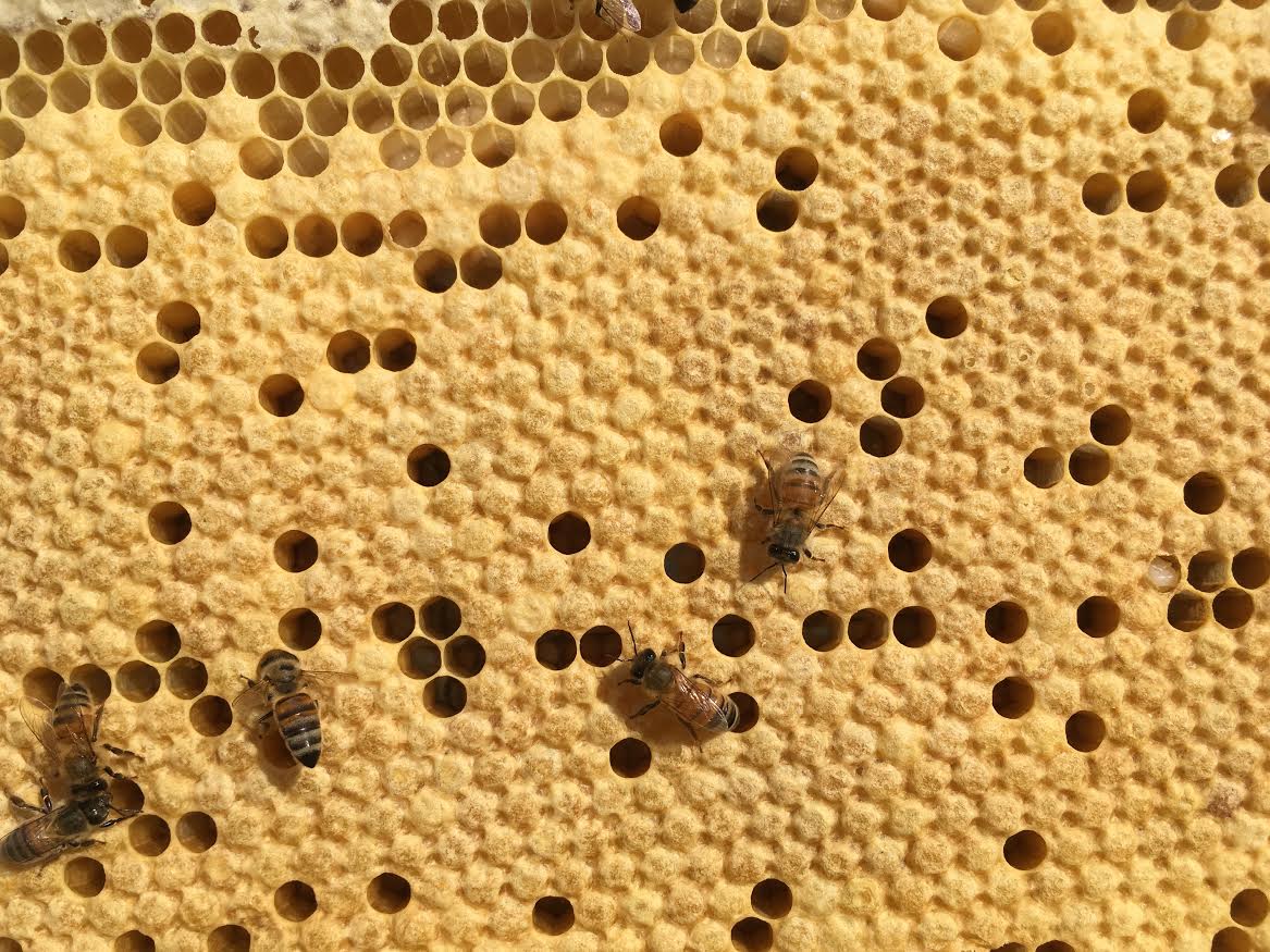 Close up of bees on a honeycomb