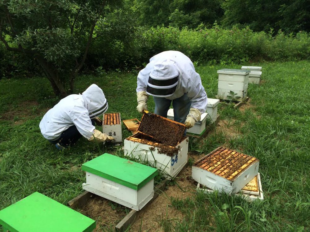 Photo: Professor Walke checking bee hives with her students