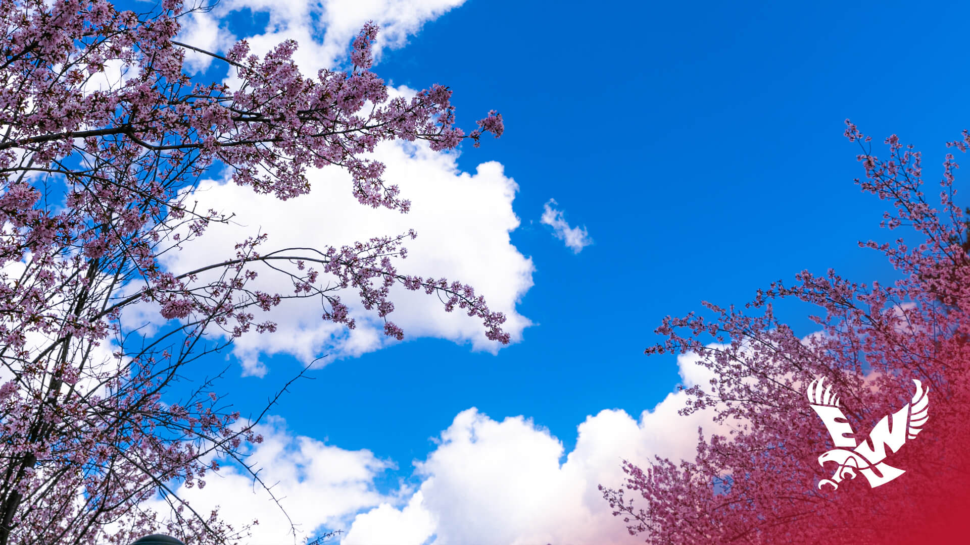 Cherry blossoms against a blue sky