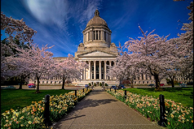 The Washington State Capitol with blossoming cherry trees