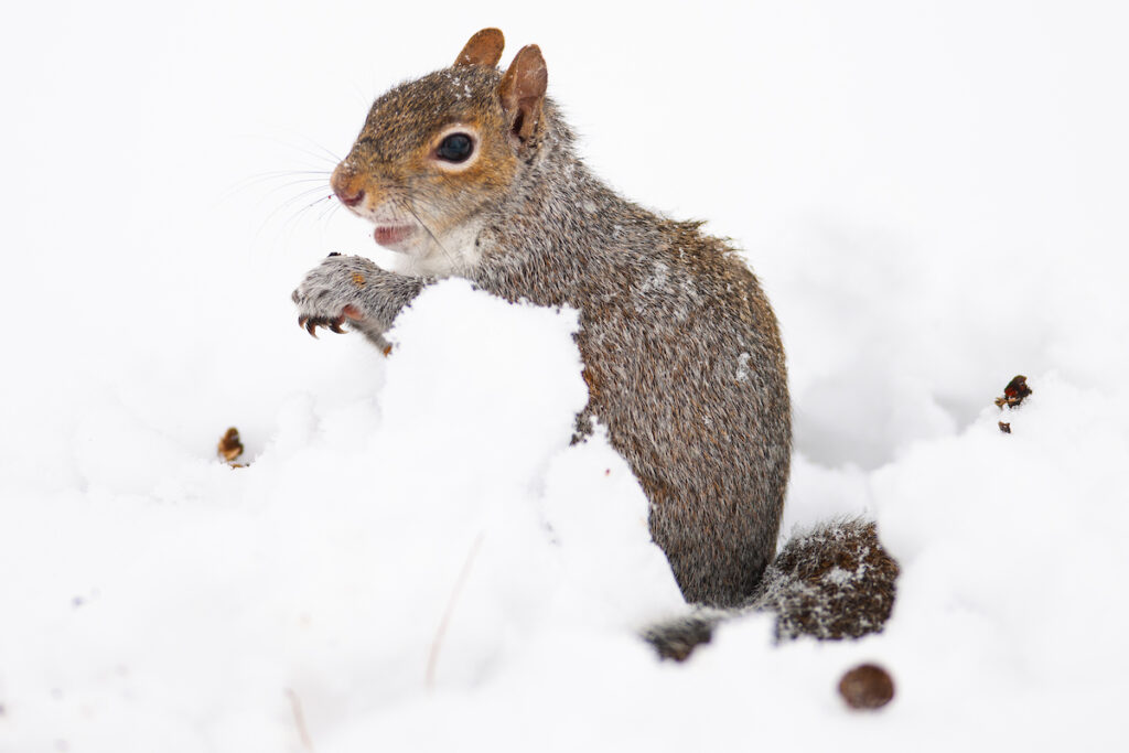 Picture of an adorable squirrel being awesome in the snow. It does kind of look like it's up to something nefarious, but you have to ignore that and understand that it's adorable.