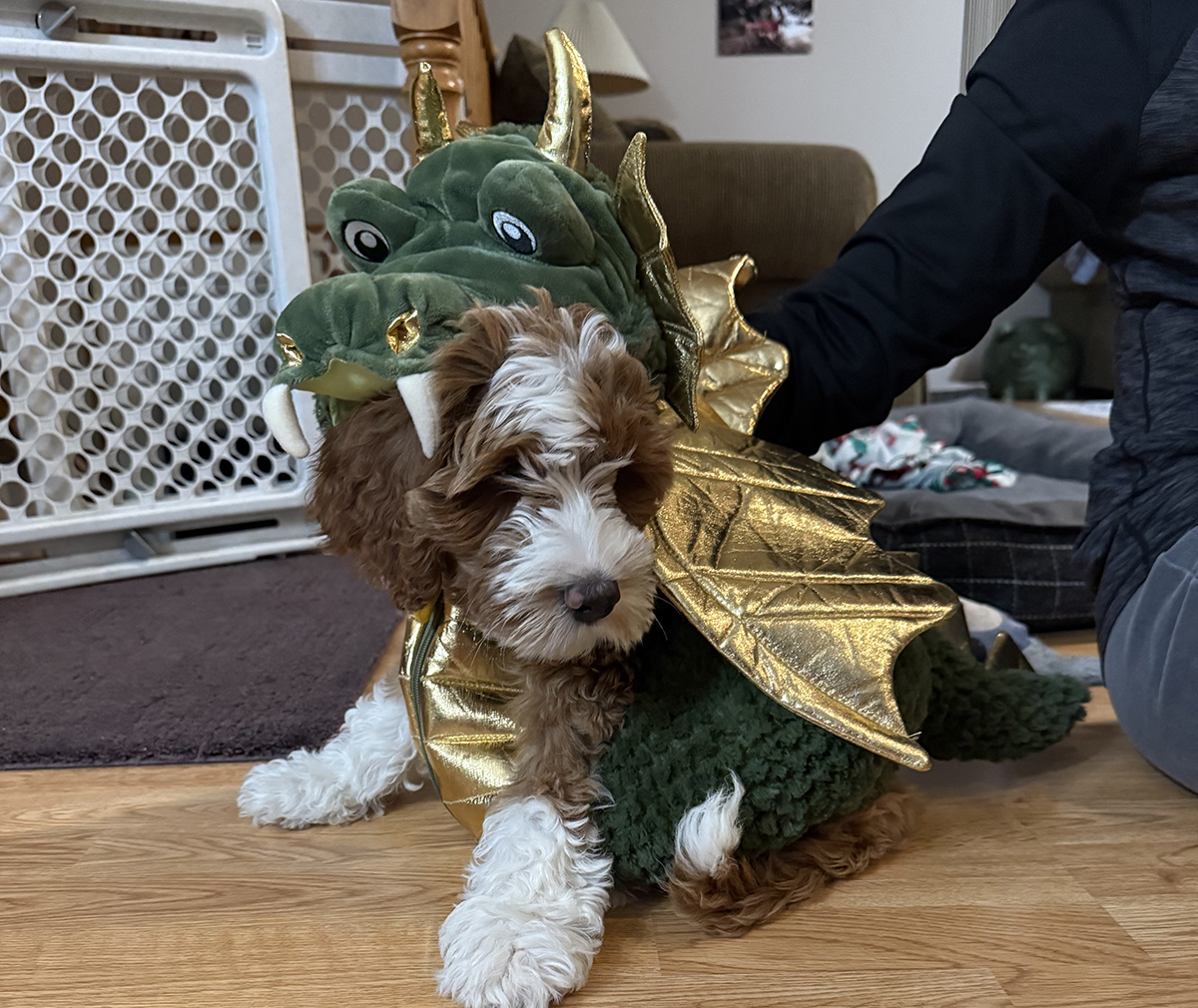 Dog dressed as dragon.