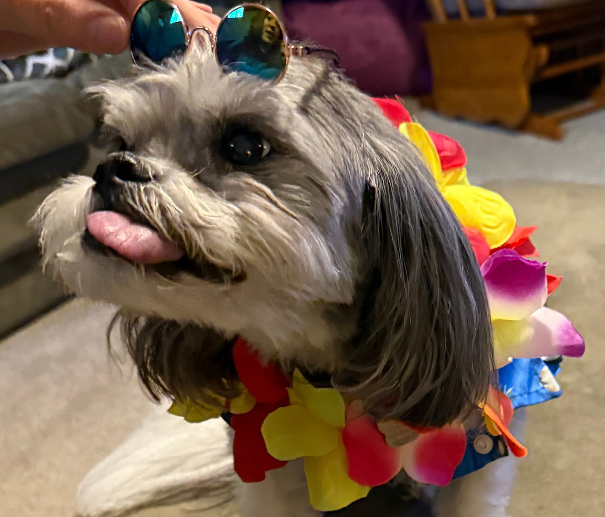 Dog dressed in flower necklace.