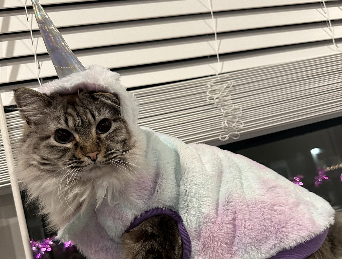 Unicorn cat.