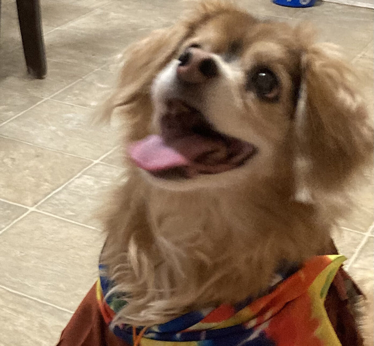 Dog with peace sign scarf.