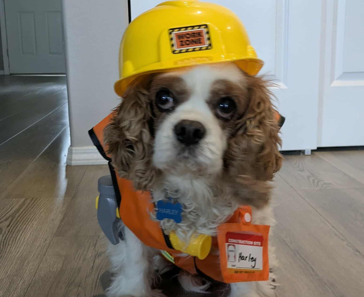 Construction worker dog.