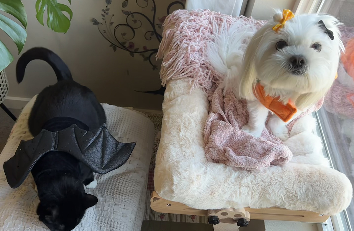 Dog duo with bat wings and hair bows.