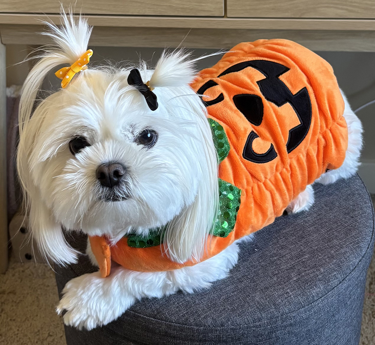 Dog dressed as pumpkin.