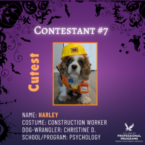 Cutest pet, construction worker dog.