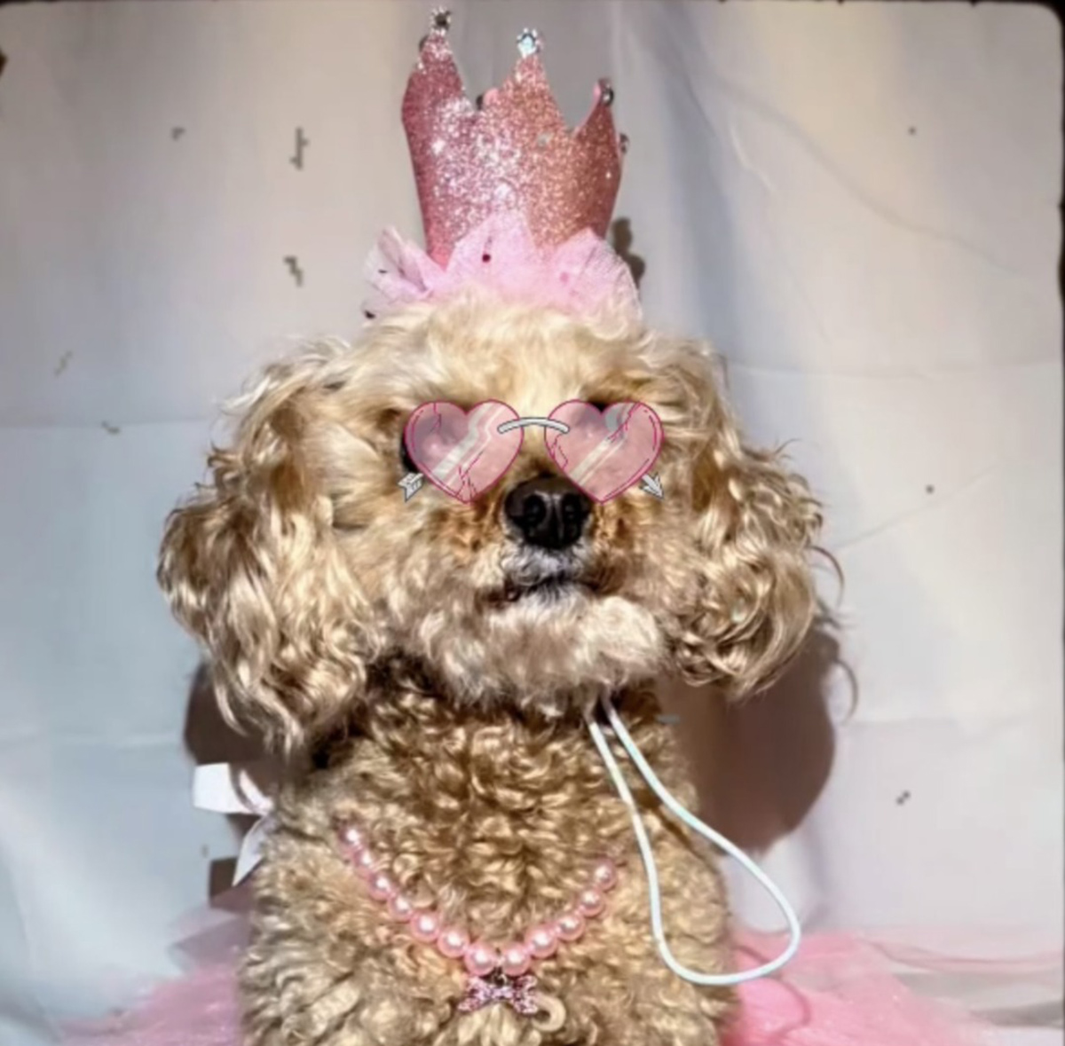 Poodle with pink glasses crown and a necklace.