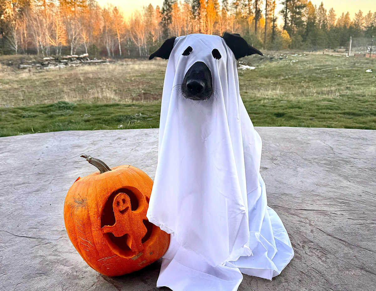 Dog dressed as ghost.