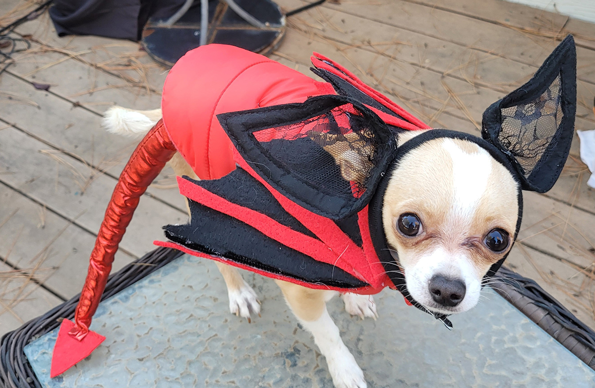 Tiny dog dressed as devil bat.