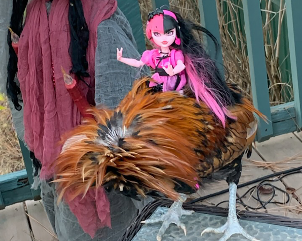Rooster with scary doll riding on it.