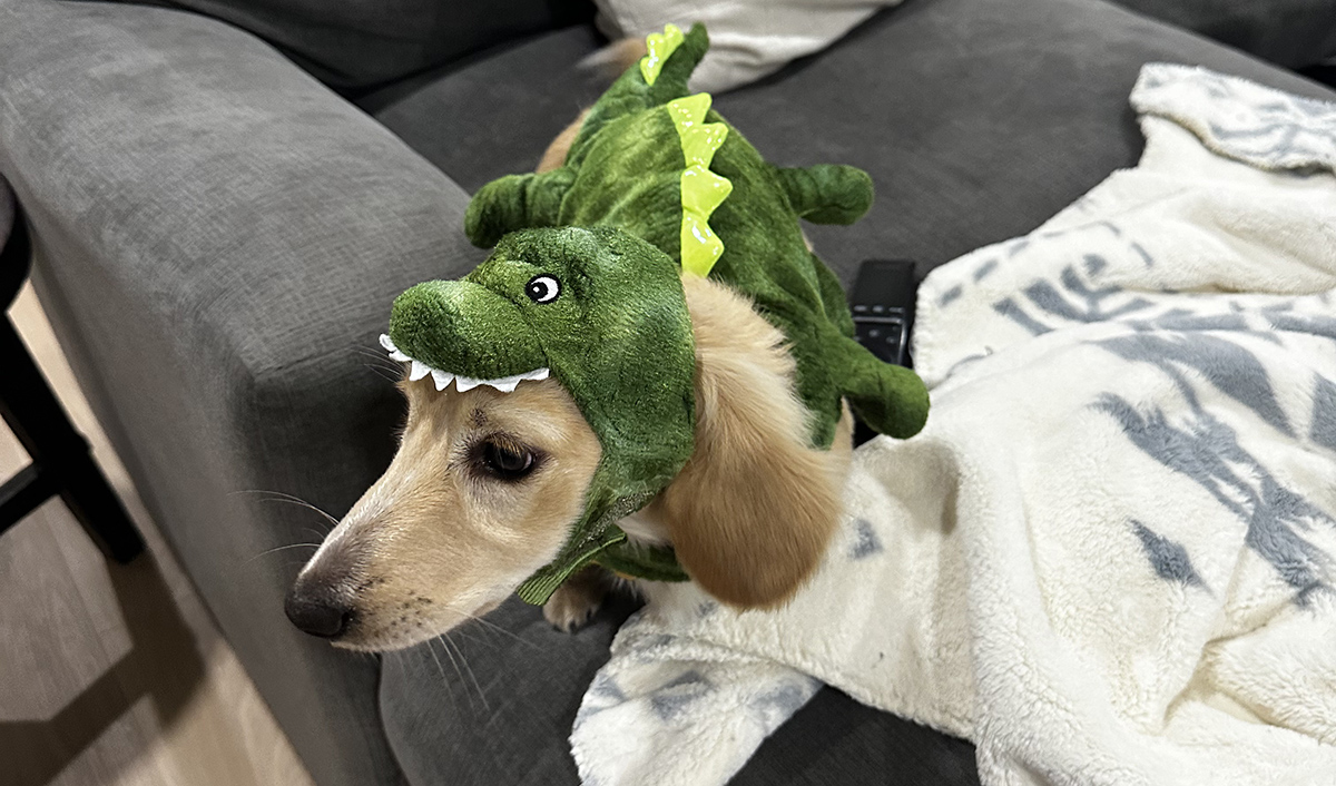 Dino dog.