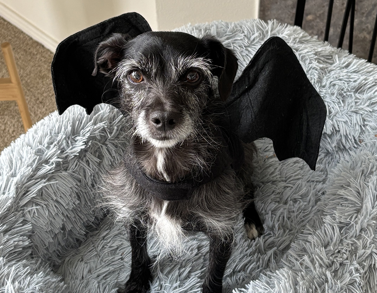 Bat dog.
