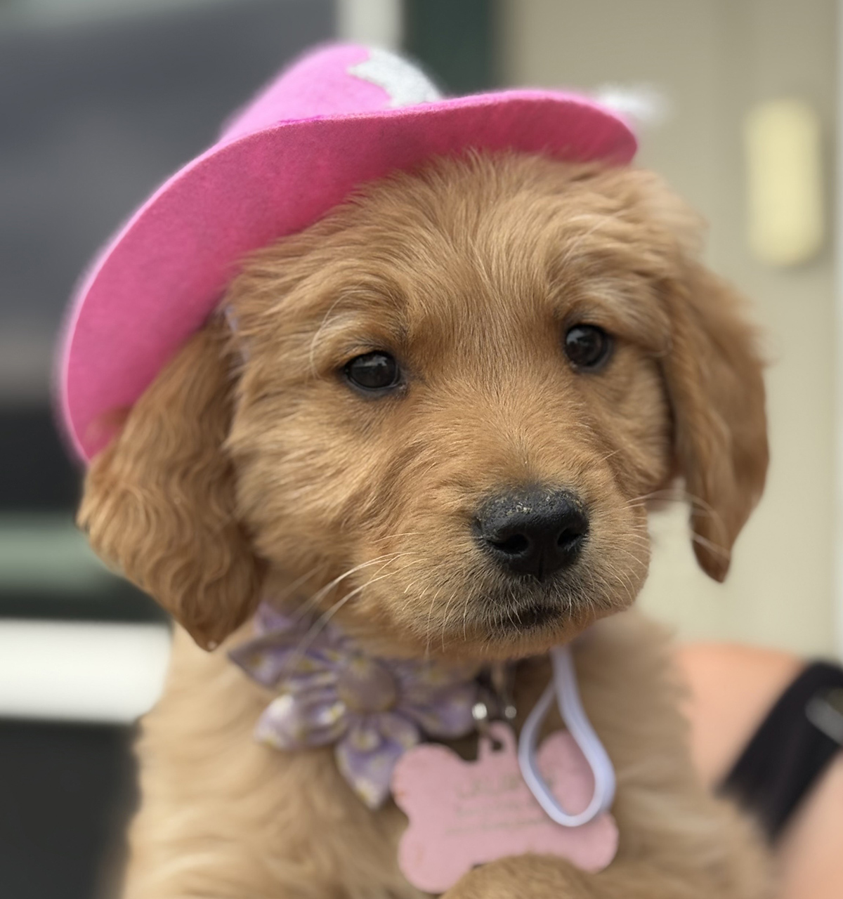 Pink cowgirl puppy.