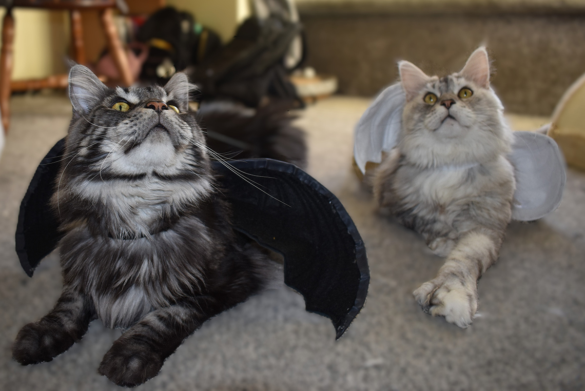 Cats dressed as angel and vampire.
