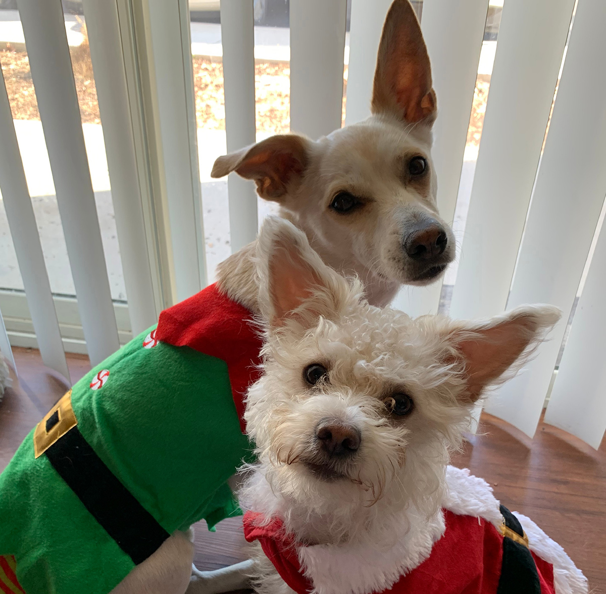 Dogs dressed as Santa and elf.
