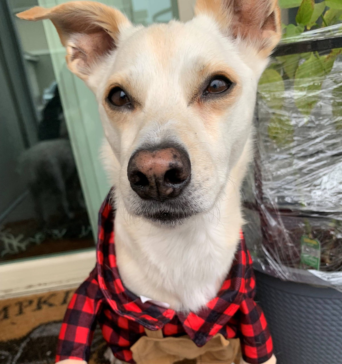 Dog dressed as lumberjack.