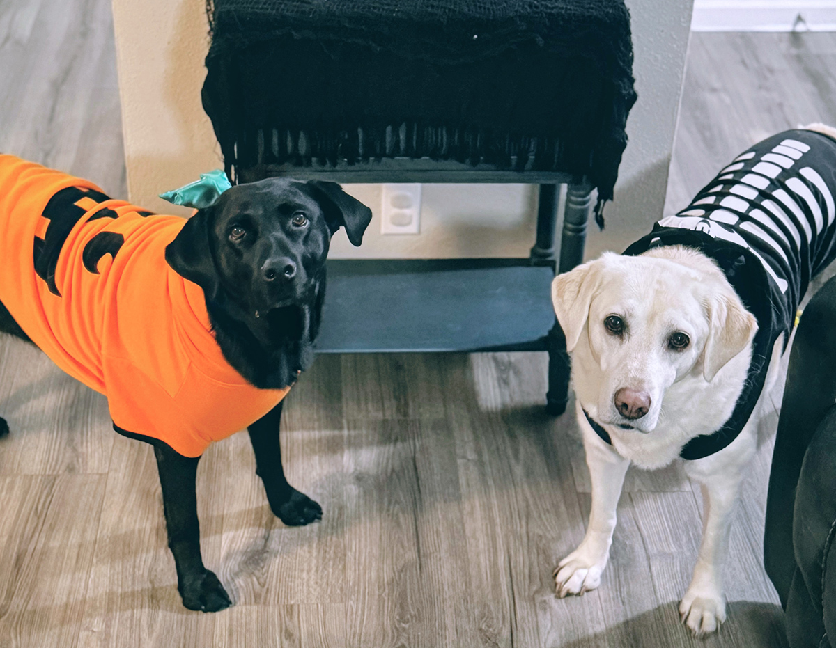 Dog duo, pumpkin and ghost.