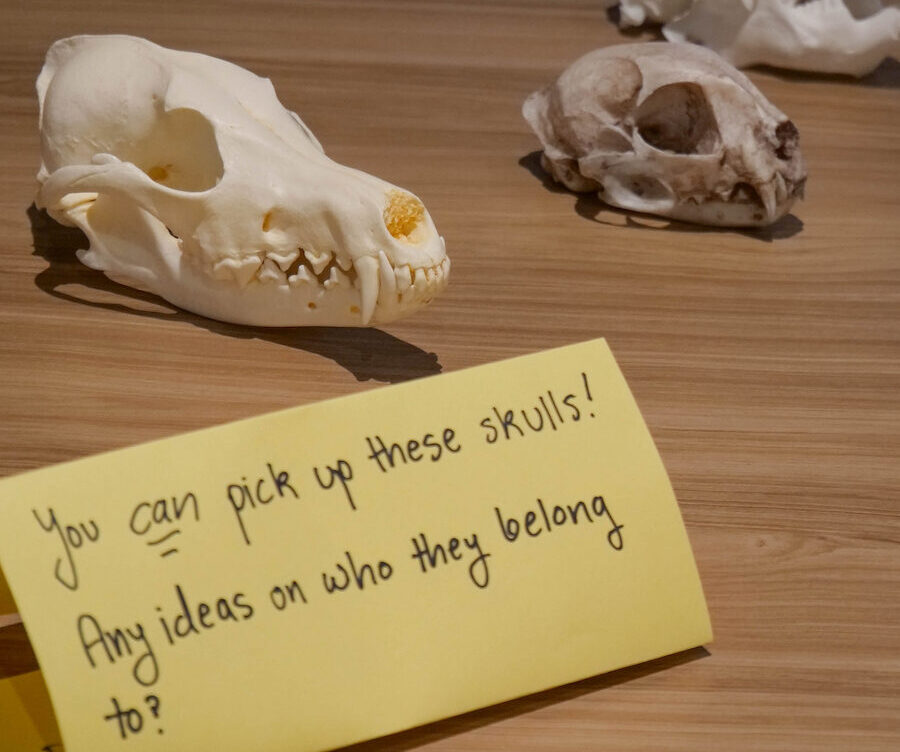 Bones of animals, skulls. Table sign says "You can pick up these skulls! Any idea who they belong to?"