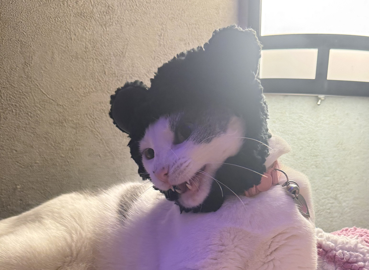 Cat with bear bonnet.