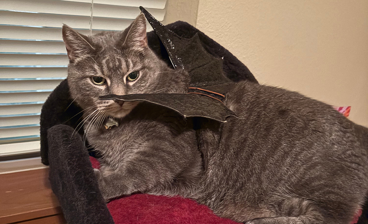 Vampire cat.