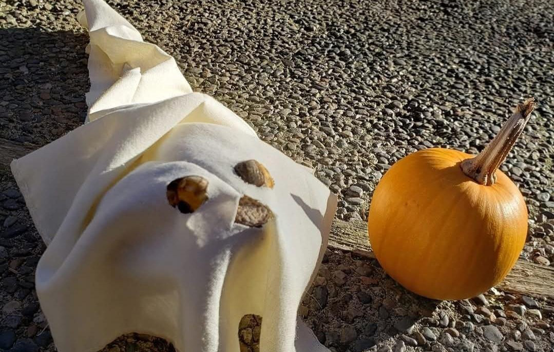 Dog dressed as ghost with pumpkin.