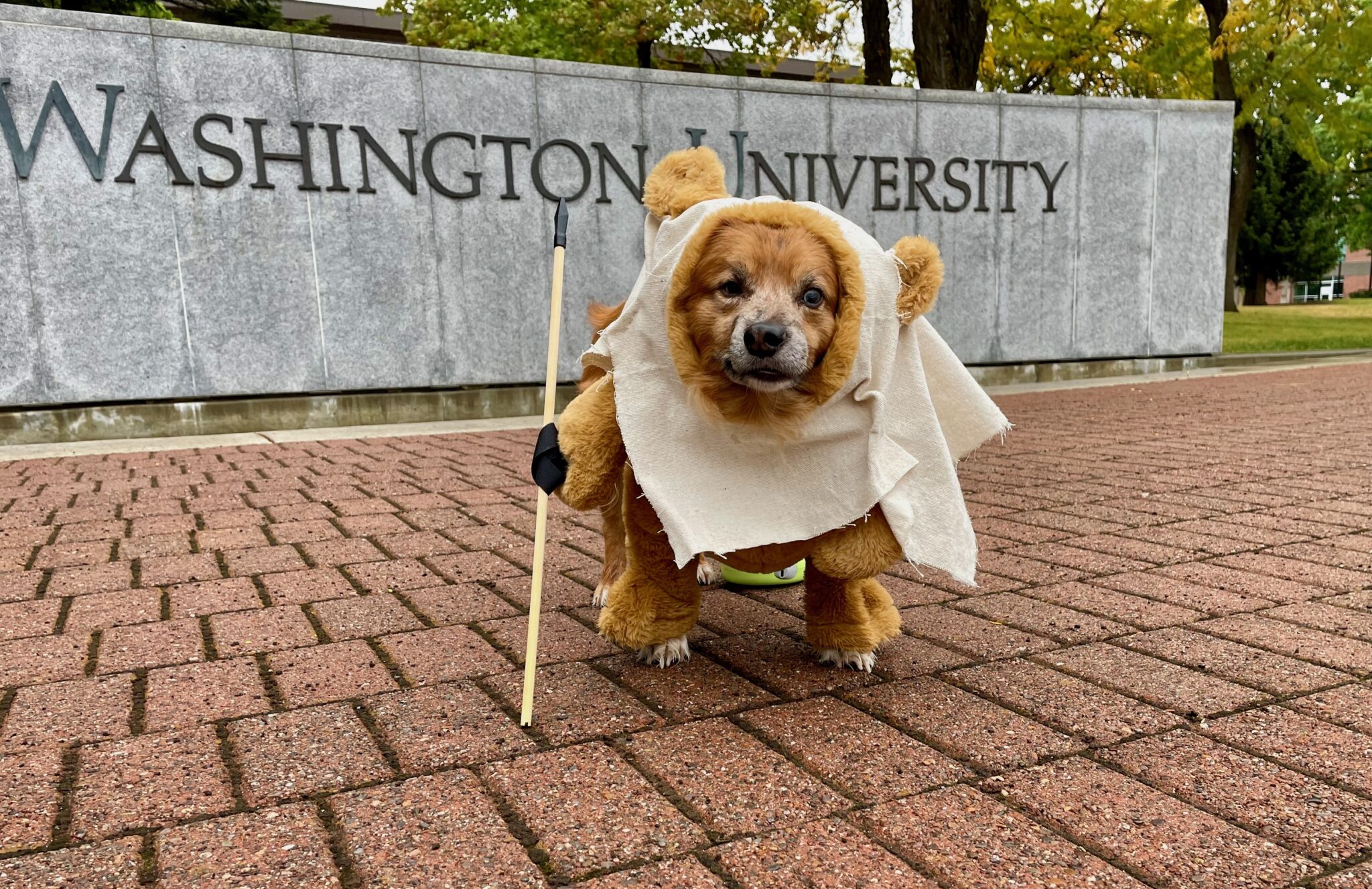 Dog dressed as Ewok from Star Wars.